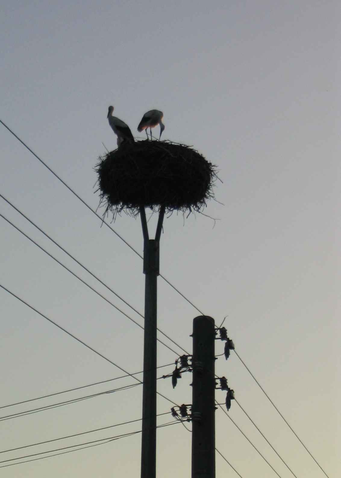 storch1